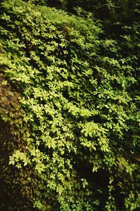 Green leaves and trees in park