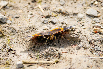 High angle view of insect on ground