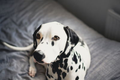 Close-up dalmatian dog sitting on bed at home