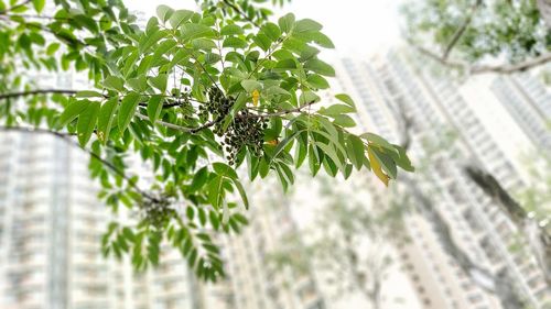 Low angle view of plant against trees