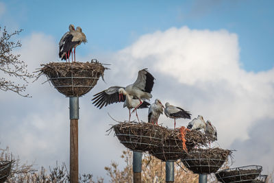 Low angle view of bird perching on wooden post