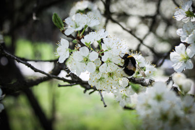 Close-up of bee pollinating on flower