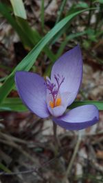 Close-up of purple crocus blooming outdoors