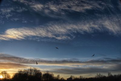 Silhouette of birds flying in sky