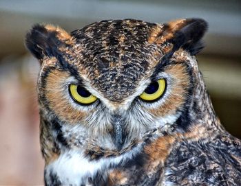 Close-up portrait of great horned owl