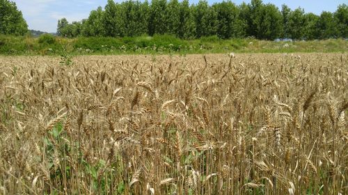 Wheat growing on field