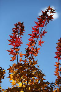 Low angle view of autumnal tree against clear blue sky