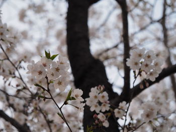 Close-up of white cherry blossoms in spring