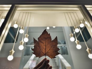 Close-up of person holding maple leaf