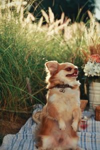 View of a dog looking away