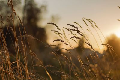 Close-up of stalks in field against sky