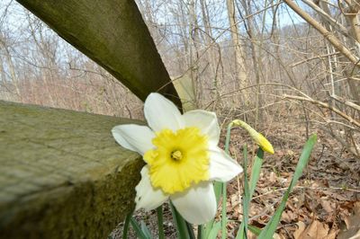 Close-up of white flowers