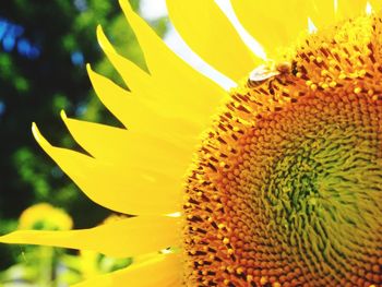 Close-up of sunflower