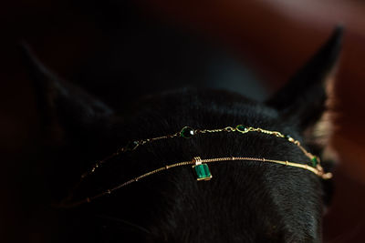 Dog in gold jewelry
