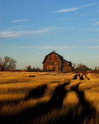 A rustic barn sits in a field of wheat