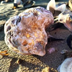 Close-up of seashells on beach