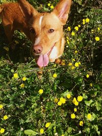 Dog standing on field