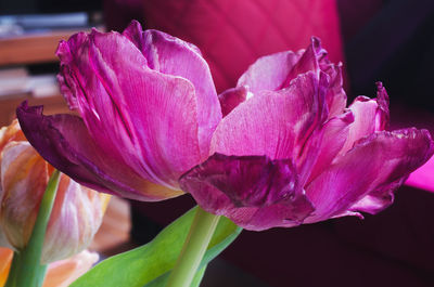 Close-up of pink rose flower