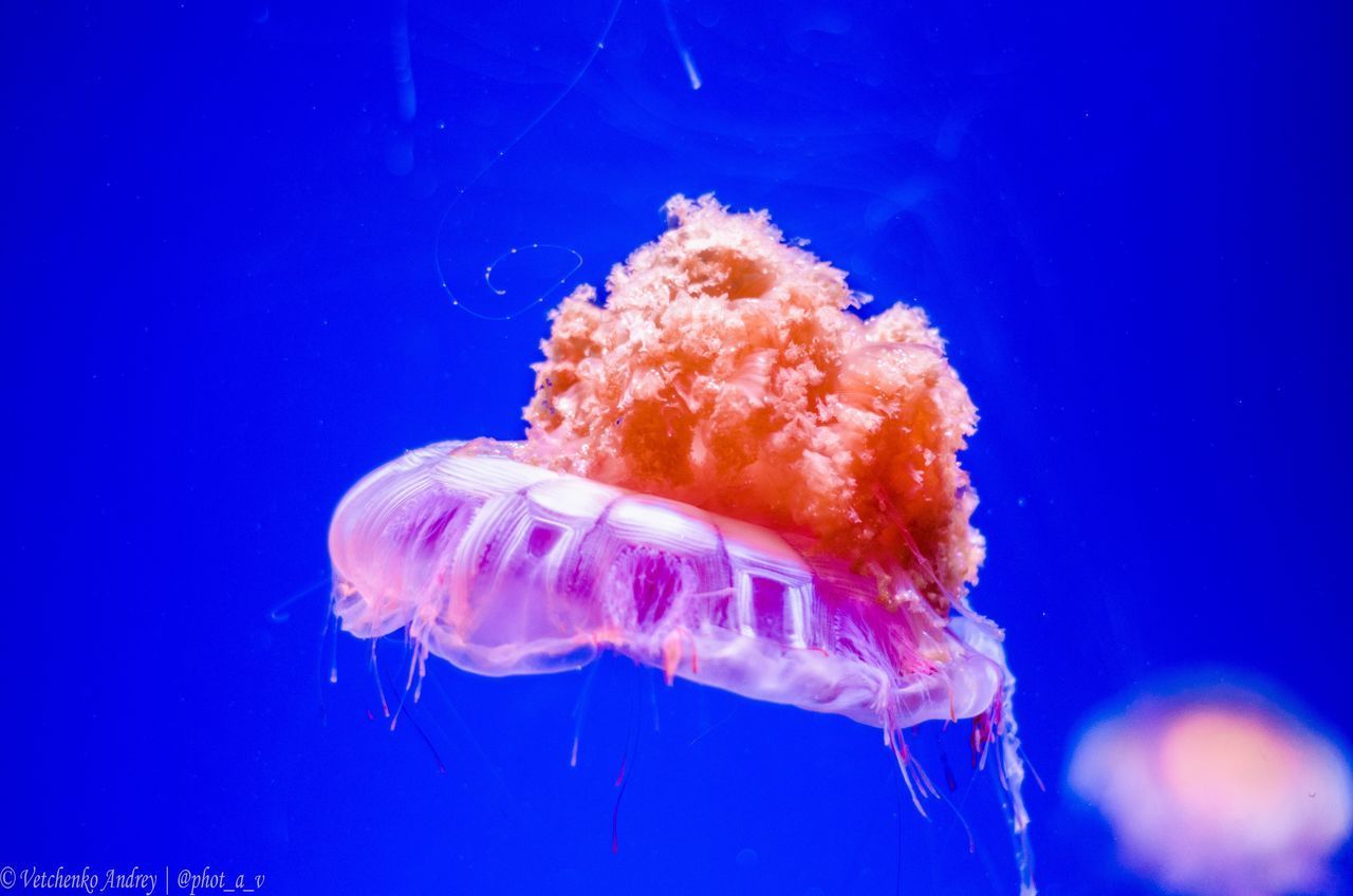 CLOSE-UP OF JELLYFISH SWIMMING IN WATER