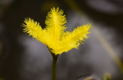 Close-up of yellow flower