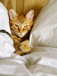 Portrait of cat lying on bed at home