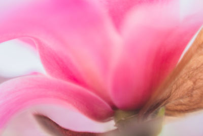 Close-up of pink flower