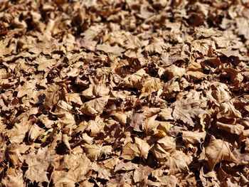 Full frame shot of dried leaves