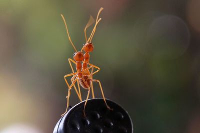 Close-up of fire ants on metal