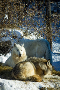 Gray wolves at the international wolf center in ely, minnesota 