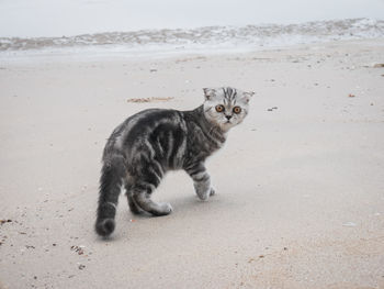 Portrait of cat on sand