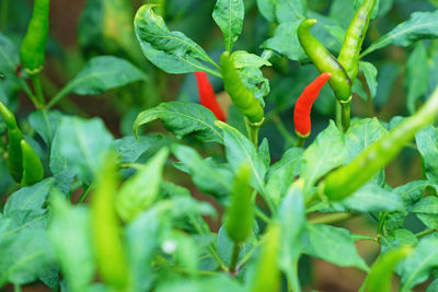 Close-up of vegetables on plant