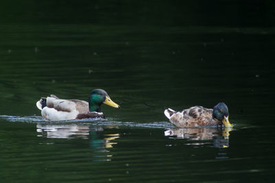 Ducks swimming in lake