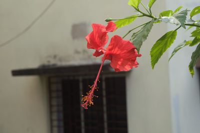 Close-up of red hibiscus on plant
