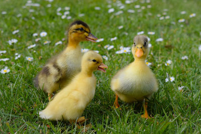 View of ducks on grass