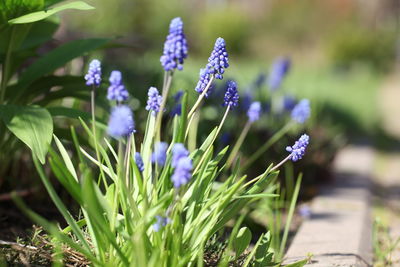 Close-up of purple flowering plant