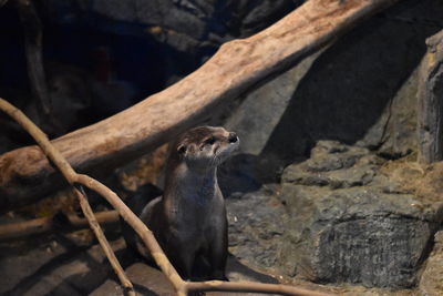 Close-up of bird perching on rock