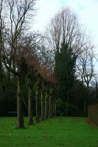 Trees against sky