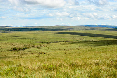 Scenic view of grassy field against sky