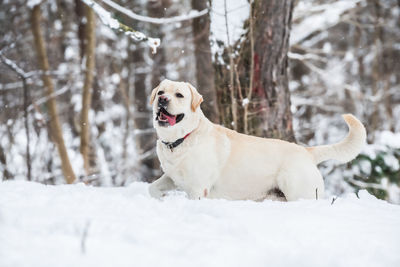 Dog in snow on land