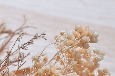 Close-up of dry plants during winter