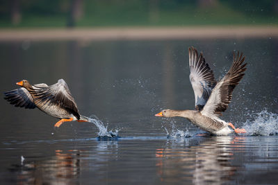 Birds flying over lake