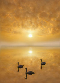 Birds in sea against sunset sky