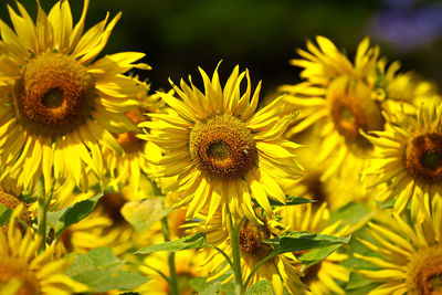 Close-up of sunflowers blooming outdoors