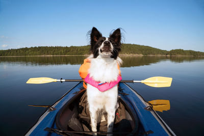 Dog in a lake