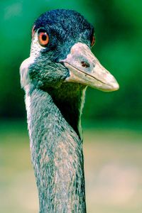 Close-up portrait of a bird