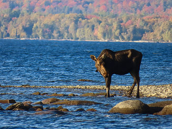 Horse standing on rock by sea