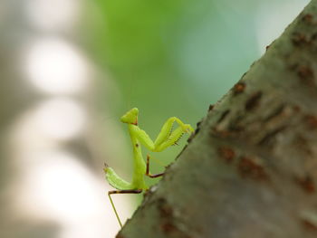 Close-up of insect on leaf