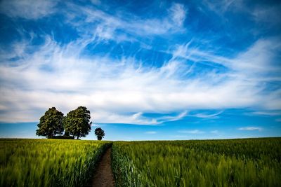 Scenic view of field against sky