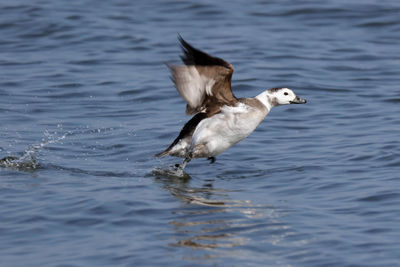 View of birds in lake