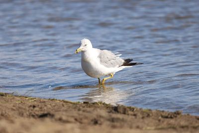 Seagull perching on a beach